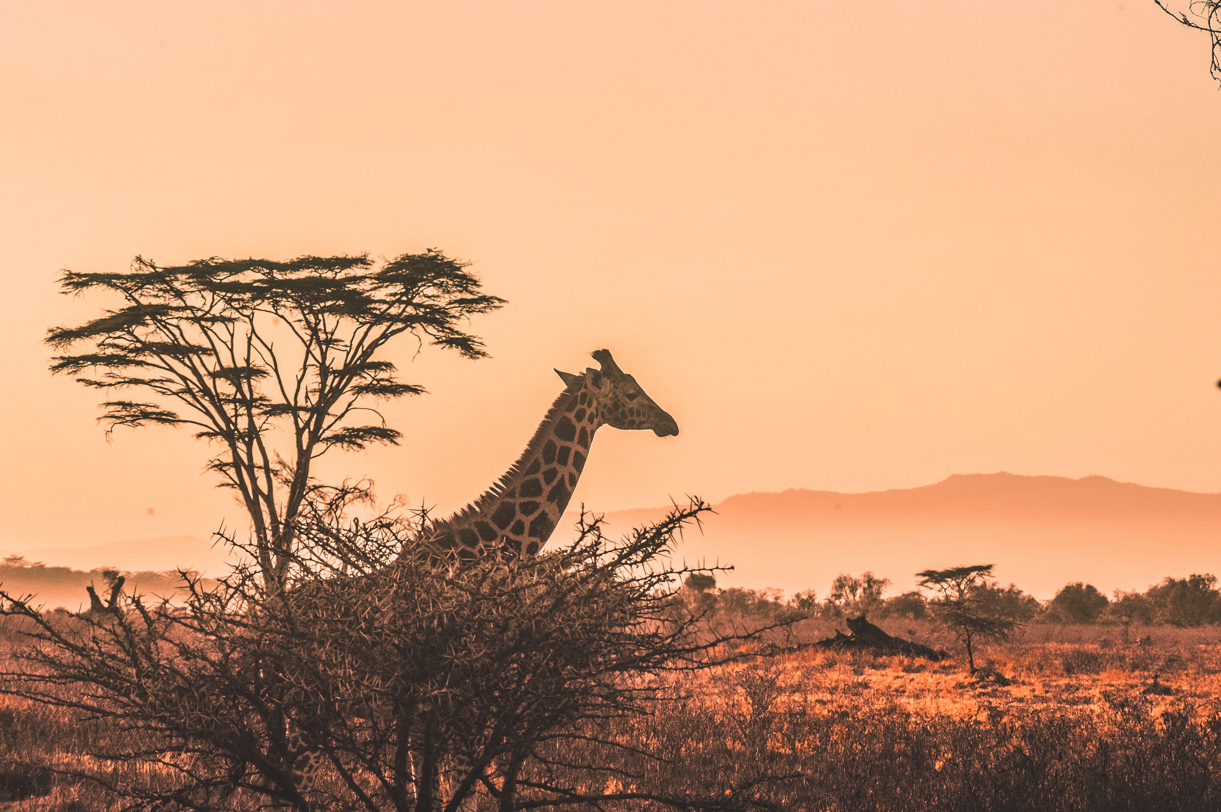 Image number 3 for  5 Days  Serengeti Migration