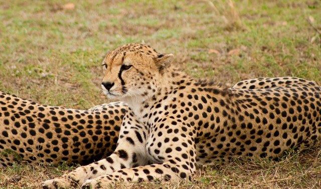 Image number 3 for 4 Days Tanzania Sharing Safari