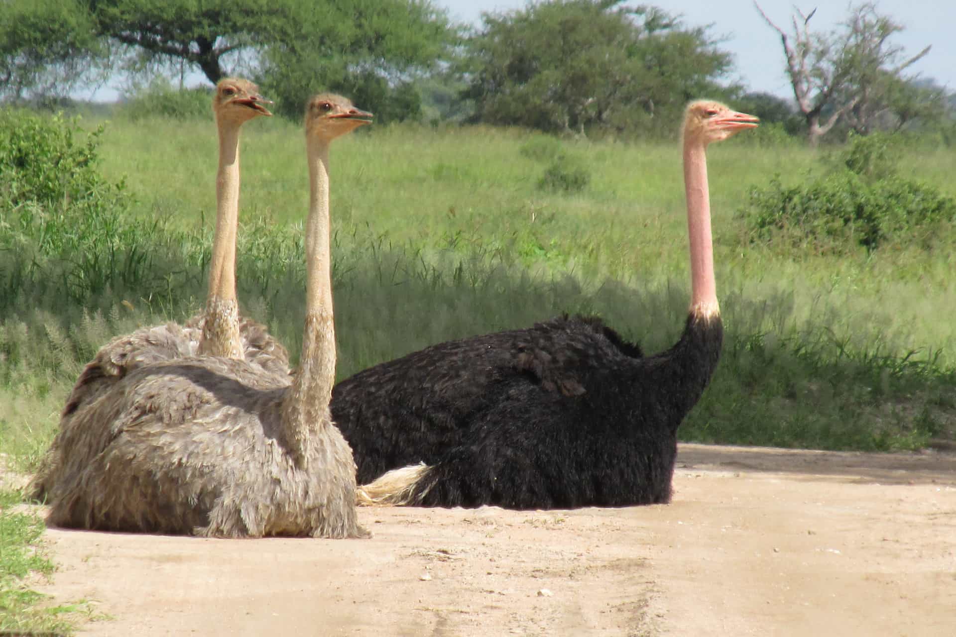 Image number 4 for Tanzania Big Five Safari