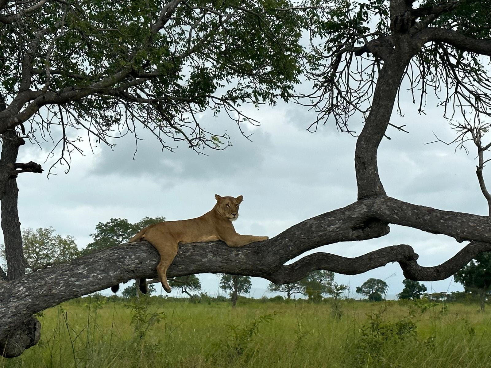 Image number 5 for  8 Days Tanzania’s Serengeti And Katavi