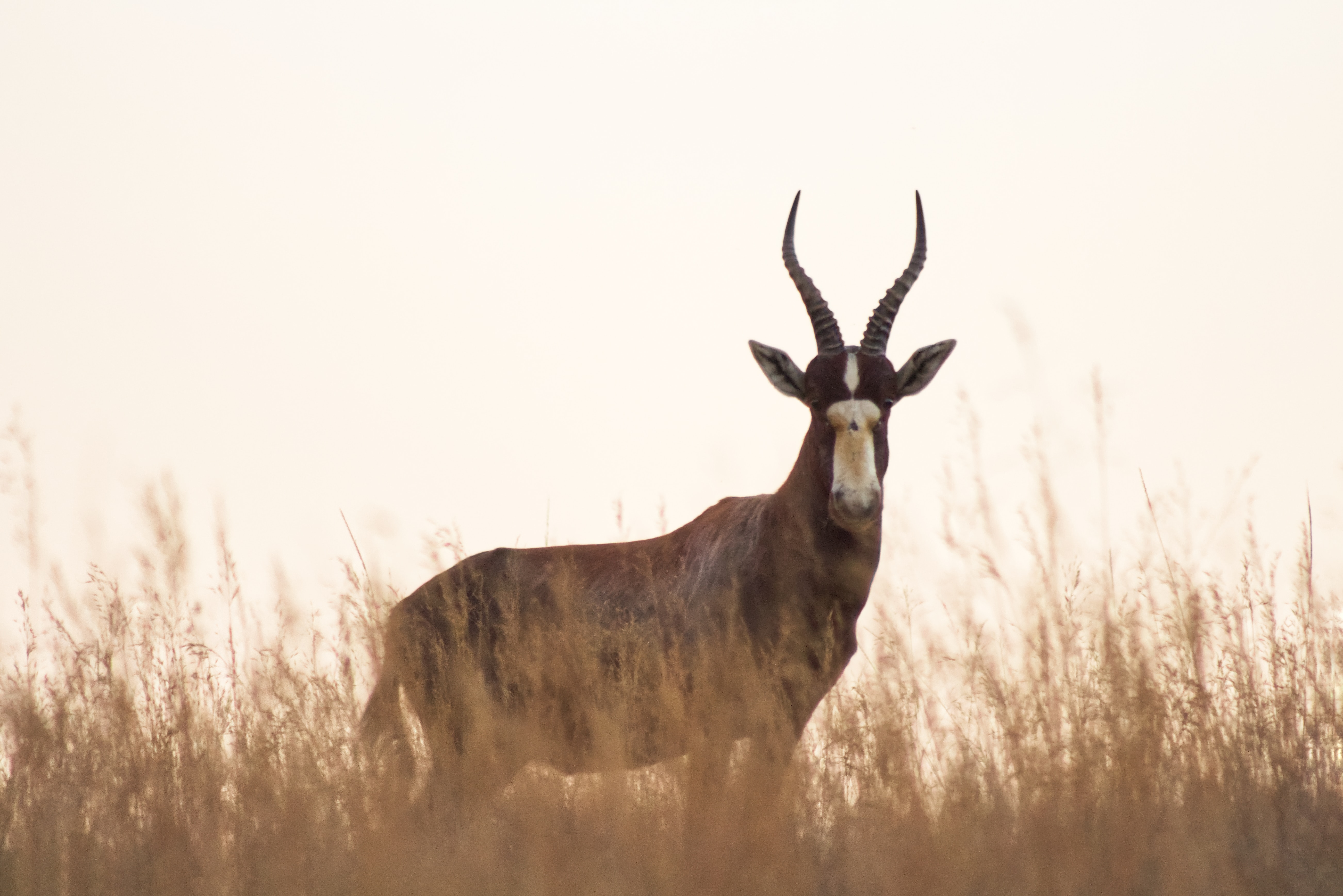 Image number 1 for 3 Days Tanzania Luxury Safari Manyara 