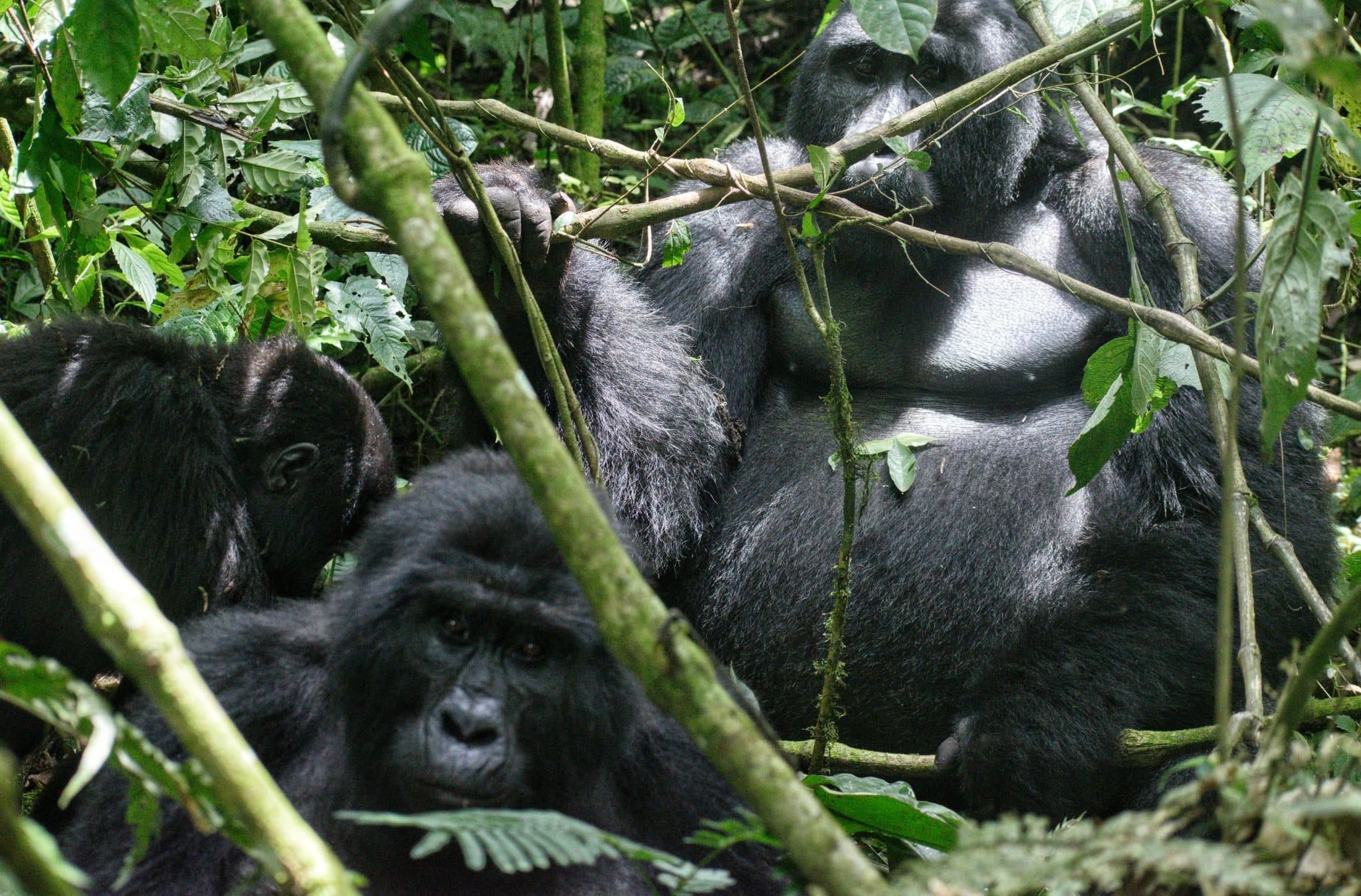 Image number 5 for Gorilla Trekking