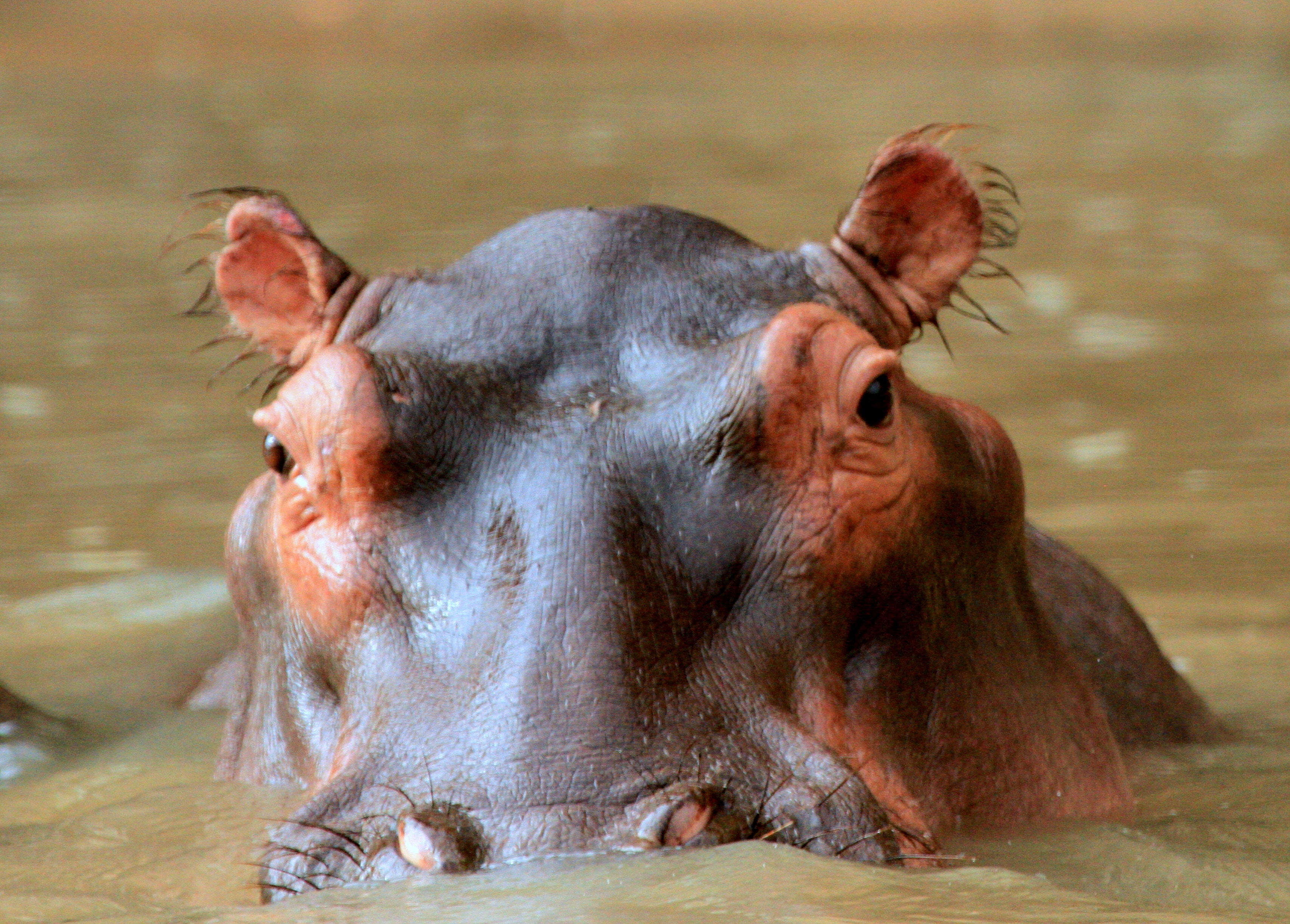 Image number 1 for 4 Days Tanzania Safari Royal Tour