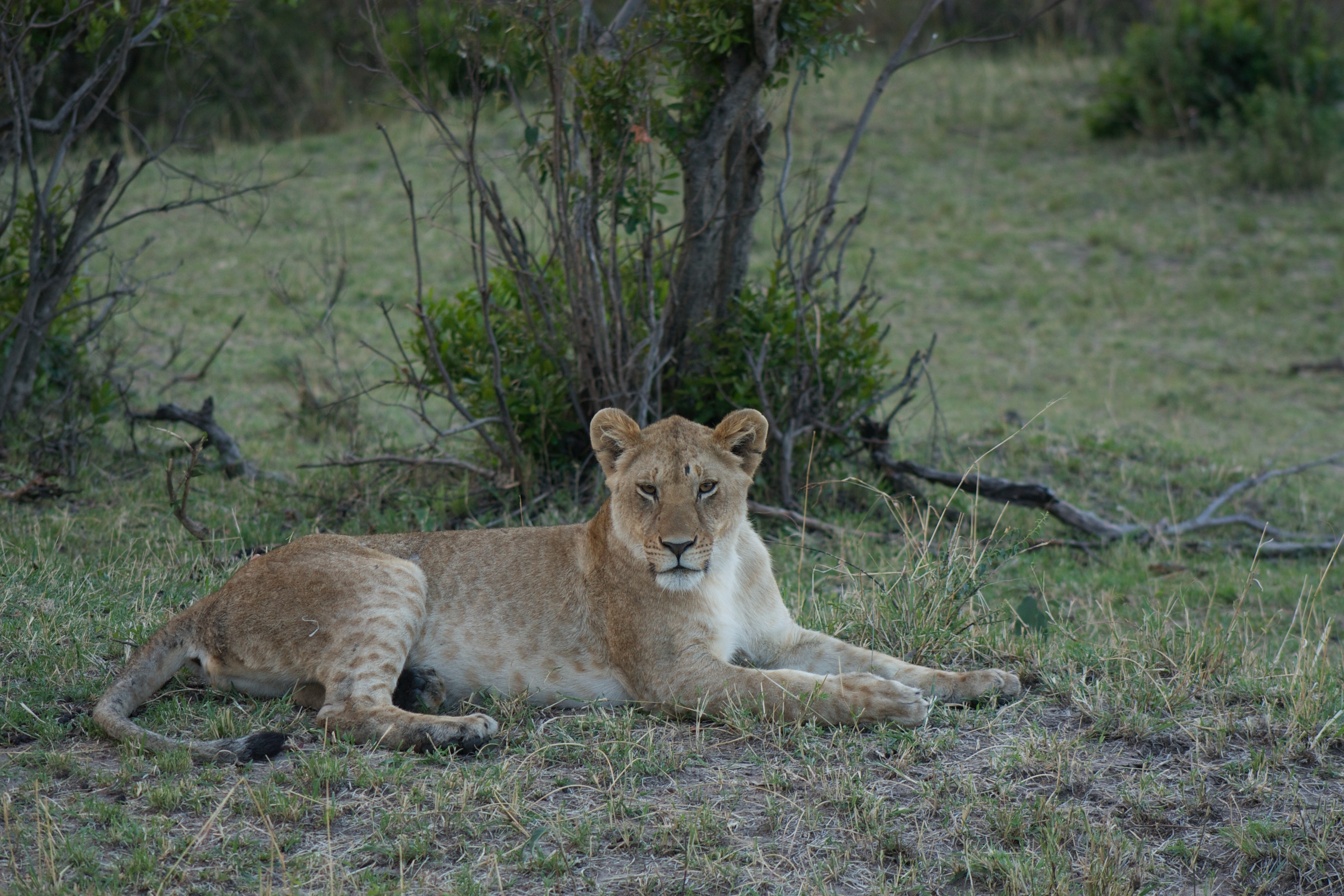 Image number 1 for 3 Days Serengeti Migration Safari