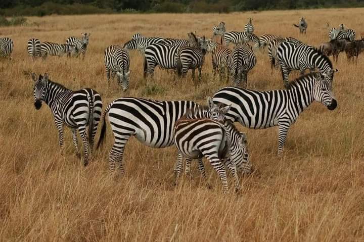 Image number 3 for 3 Days Of Wildlife And Wonder: Amboseli & Tsavo