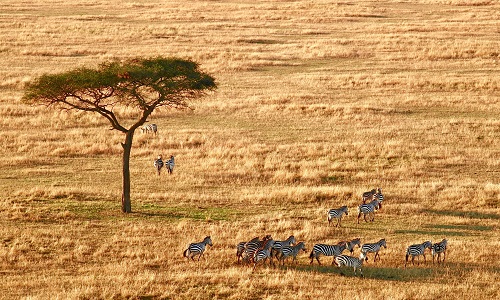 Image number 1 for 3 Days Luxury Tanzania Safari 