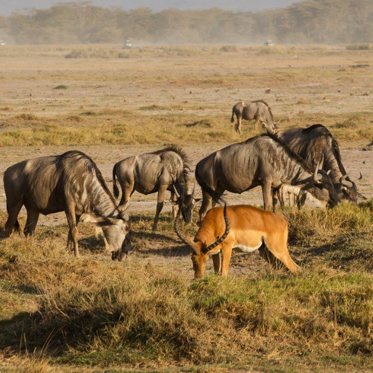 Image number 1 for 2 Days Tanzania Private Safari