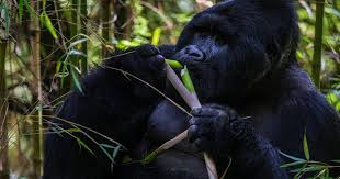 Image number 2 for Gorillas And Wildlife Safari