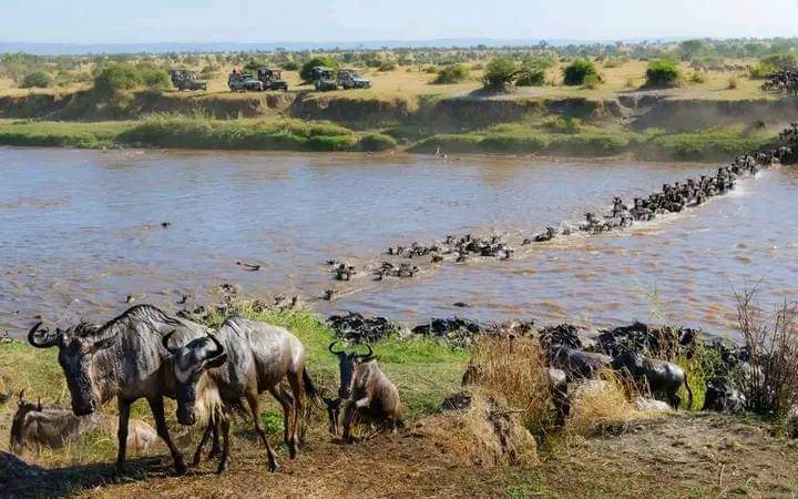 Image number 3 for Wild Kenya:ol Pejeta,nakuru & Masai Mara In 6 Days