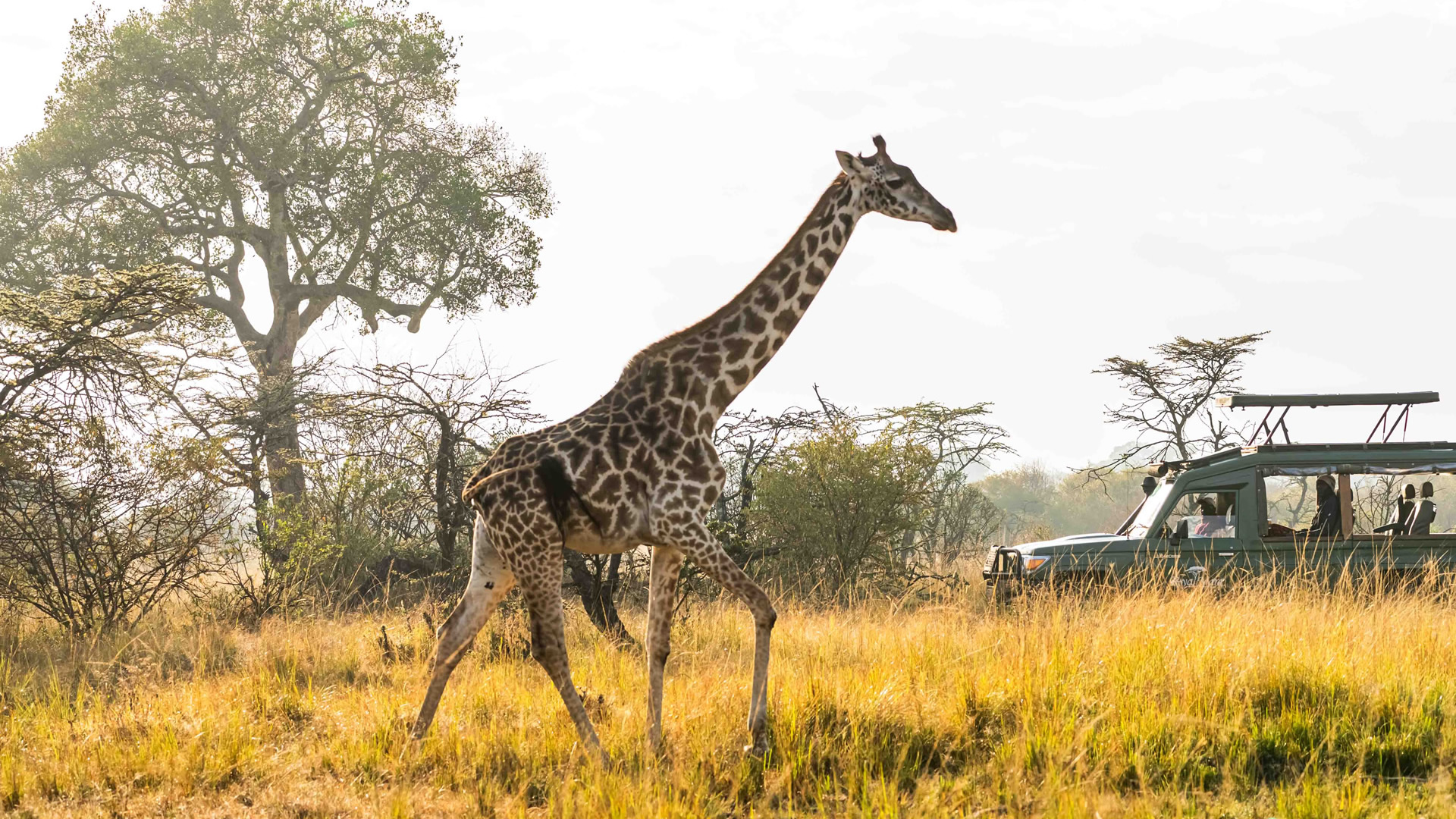 Image number 11 for Explore Buffalo Springs, Samburu & Ol Pejeta Tour