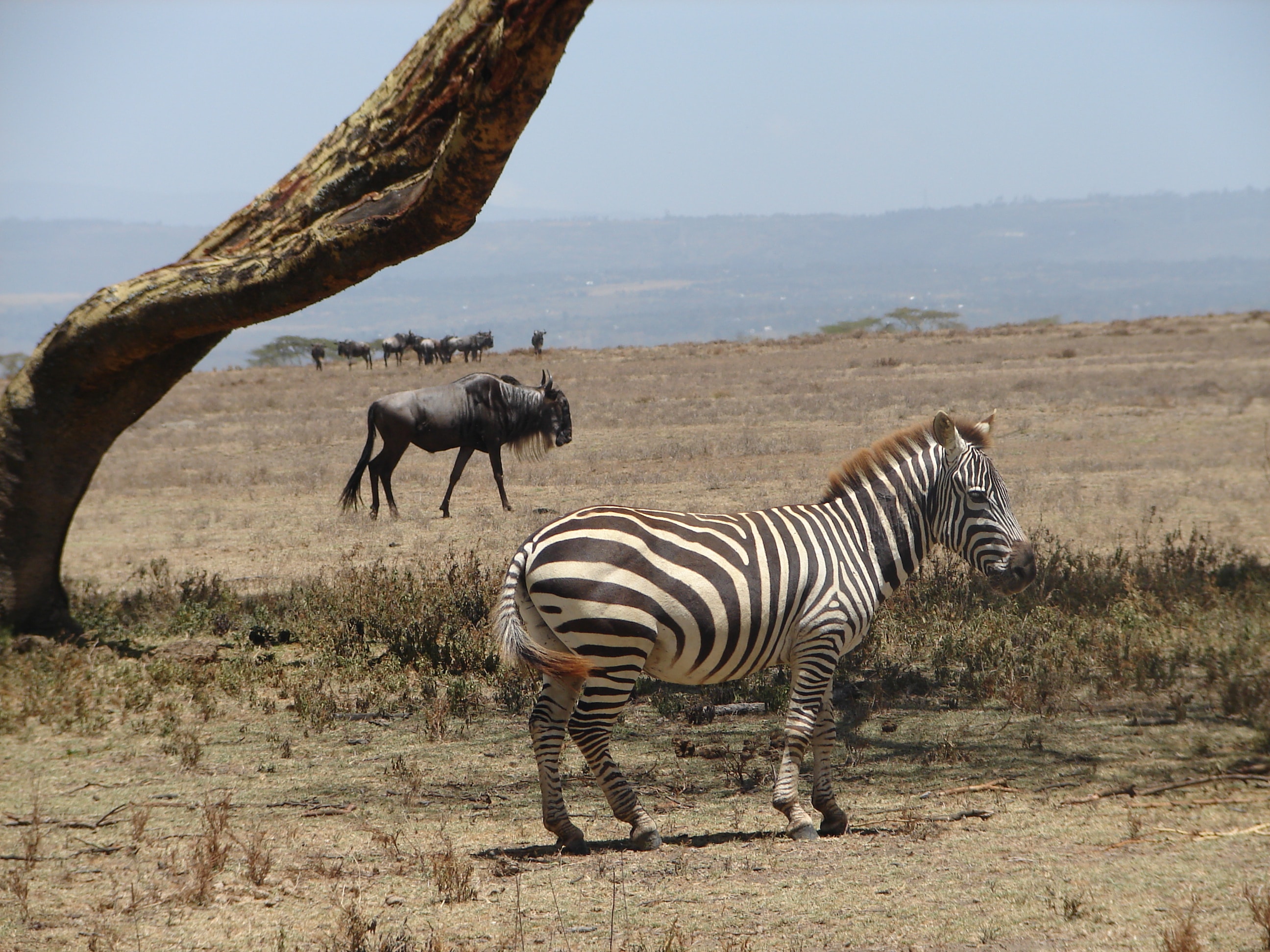 Image number 1 for 3 Day Tanzania Luxury Tarangire 