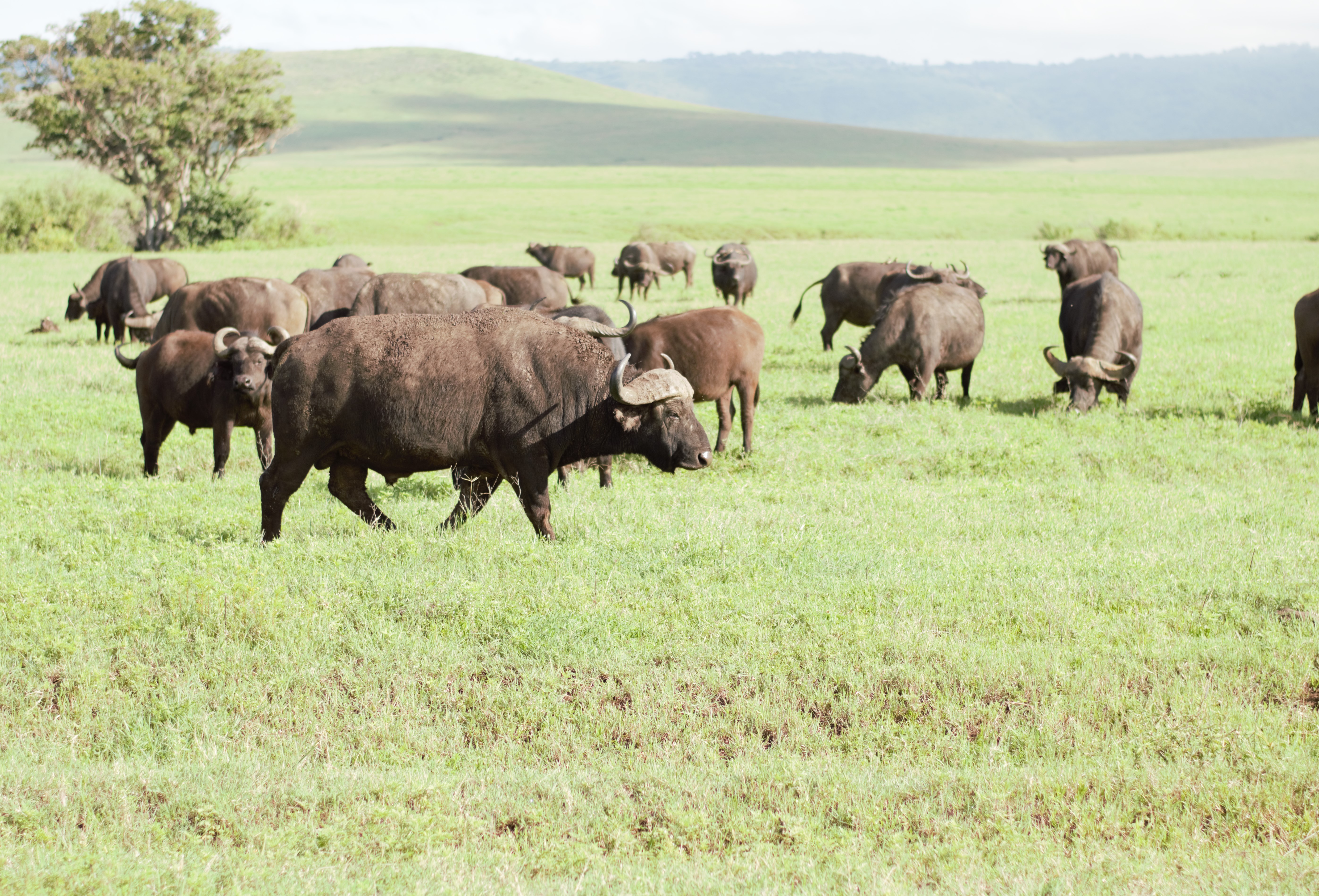 Image number 2 for Tanzania Camping Safari