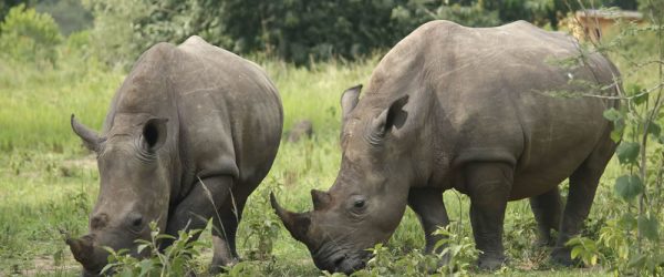 Image number 8 for Ziwa Rhino Tracking