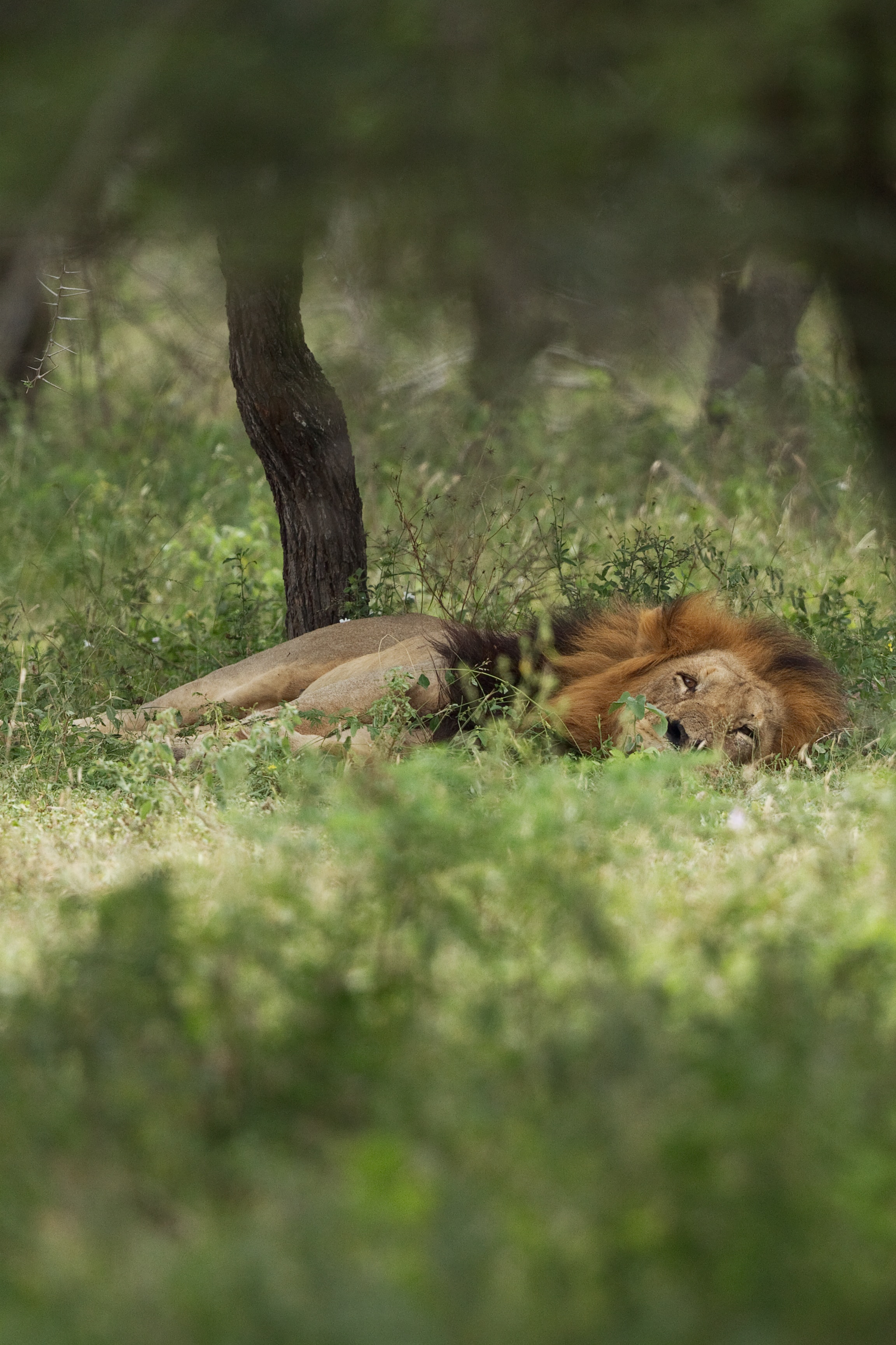 Image number 1 for  3 Days Serengeti Migration 