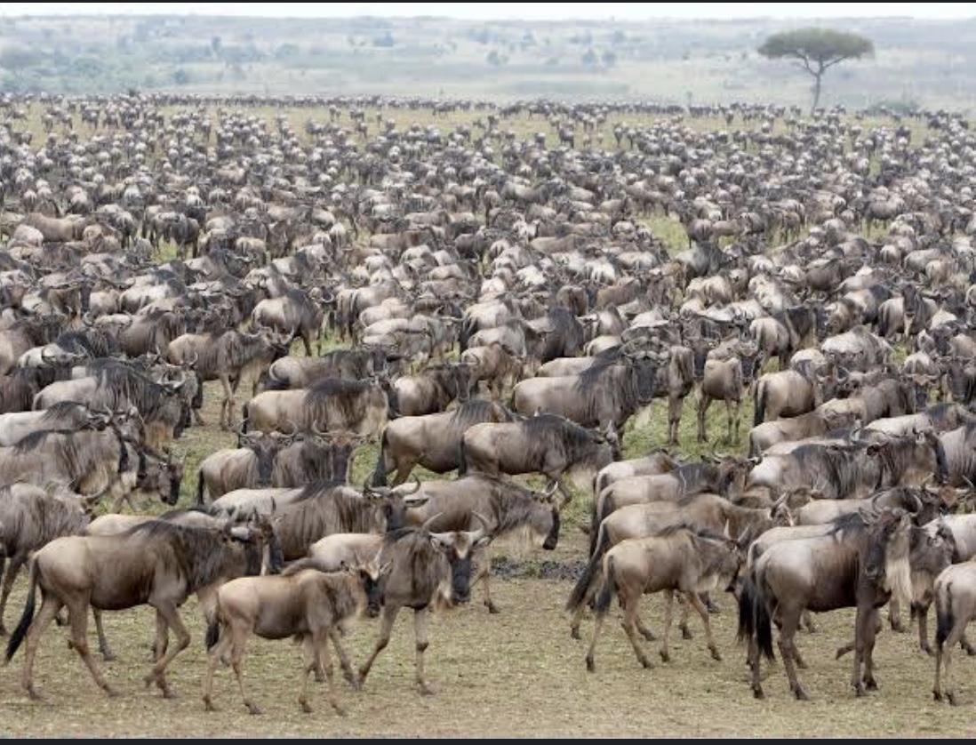 Image number 1 for 14 Days Perfect Combo  Tanzania Safari