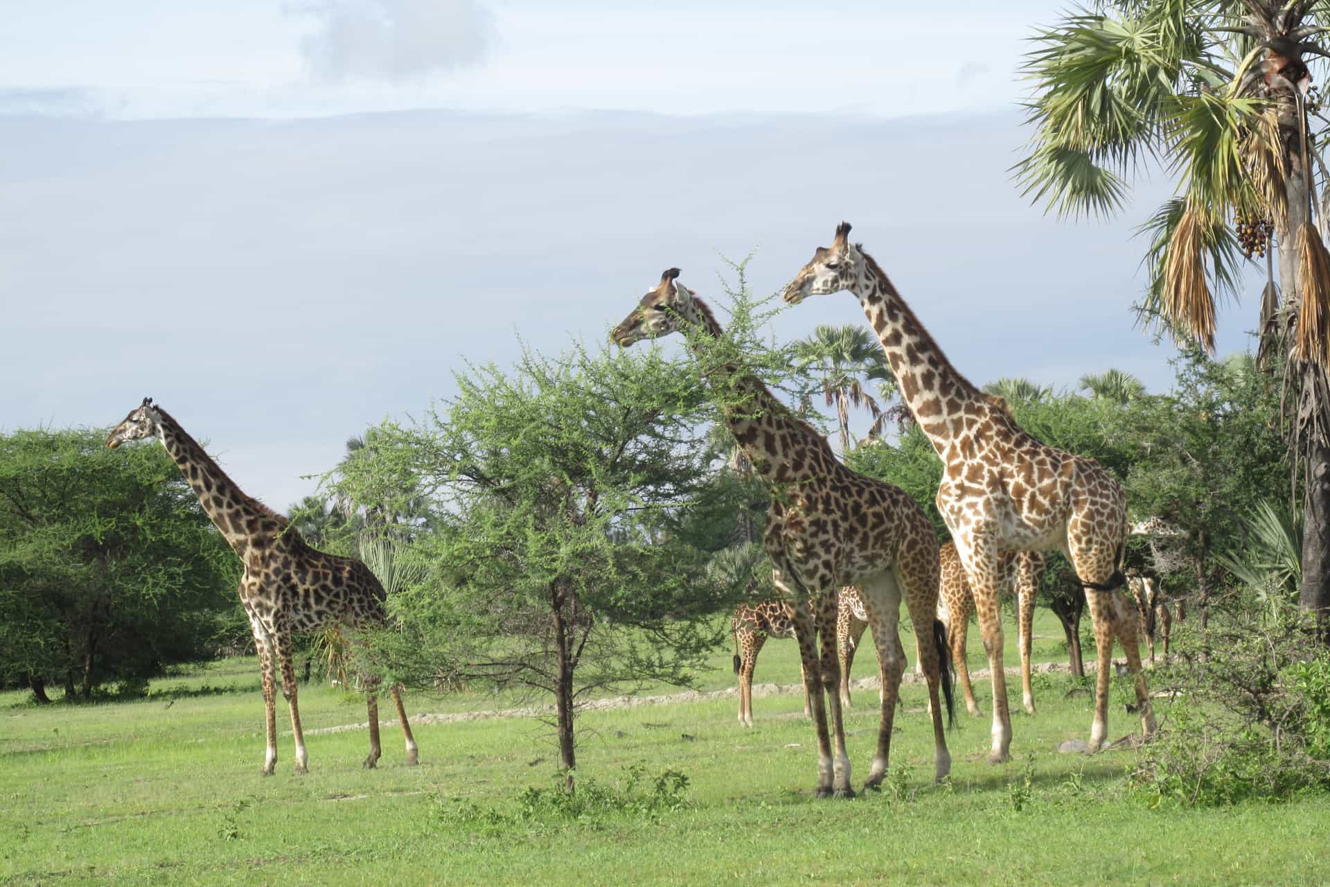 Image number 5 for Tanzania Big Five Safari