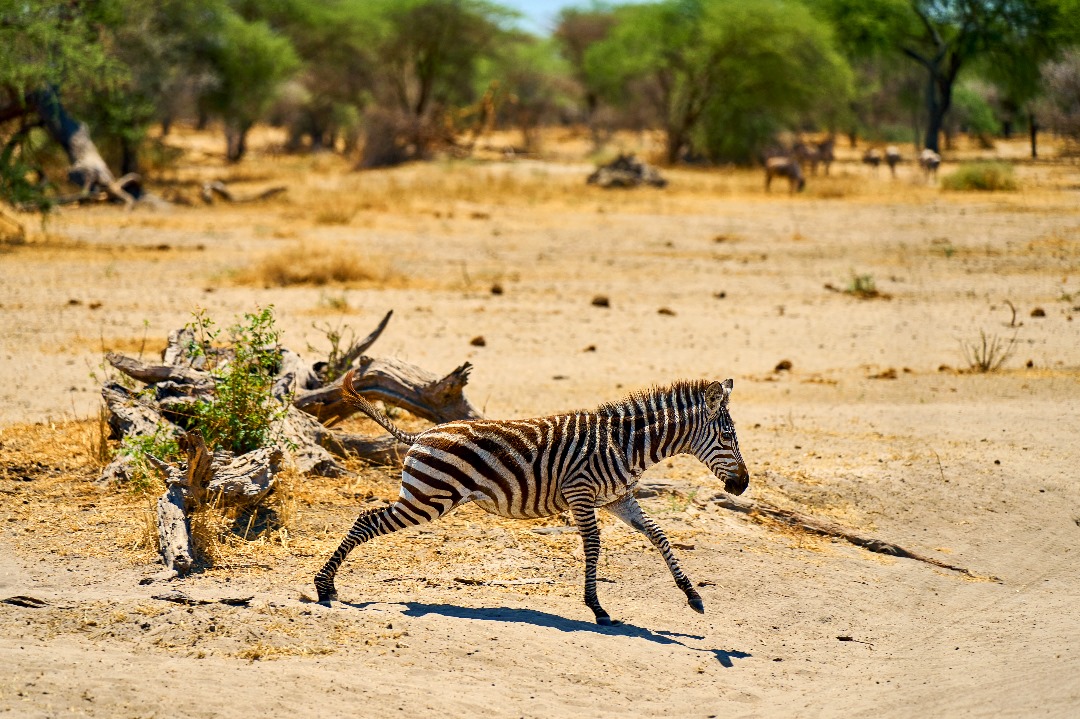 Image number 1 for 4 Days Serengeti Safari 