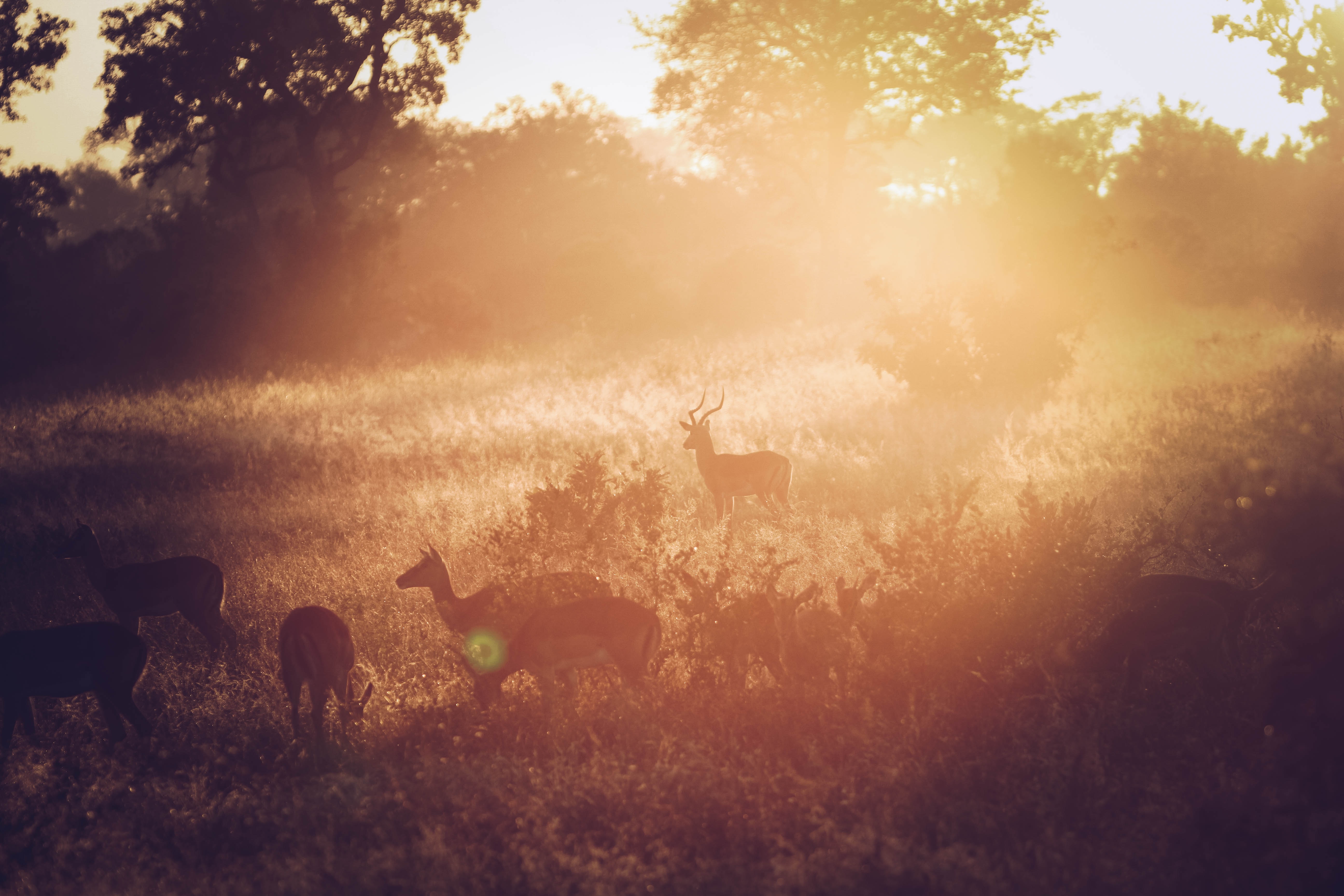 Image number 1 for 4 Days Tanzania Mid-range Safari