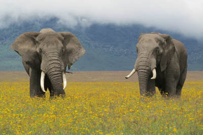 Image number 4 for Tanzania Mid-range Safari Tour