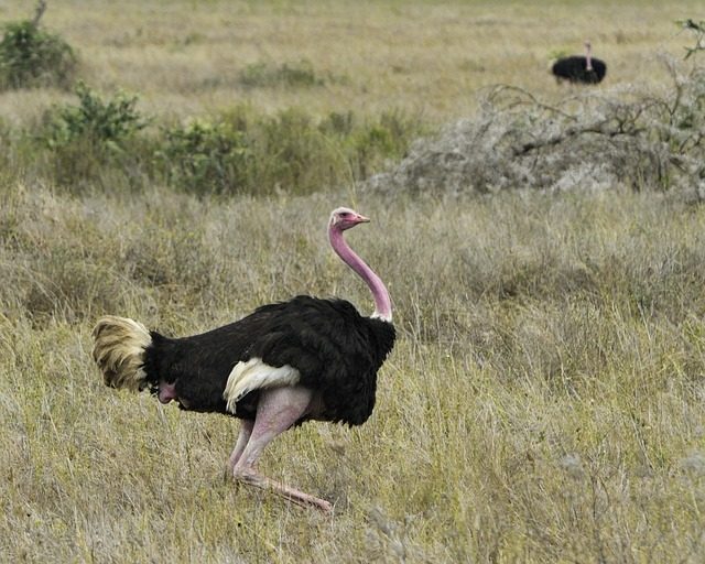 Image number 8 for Wild Kenya: 4-day Safari In Samburu & Ol Pejeta