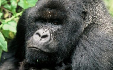 Image number 2 for Ultimate Gorilla Safari To Uganda