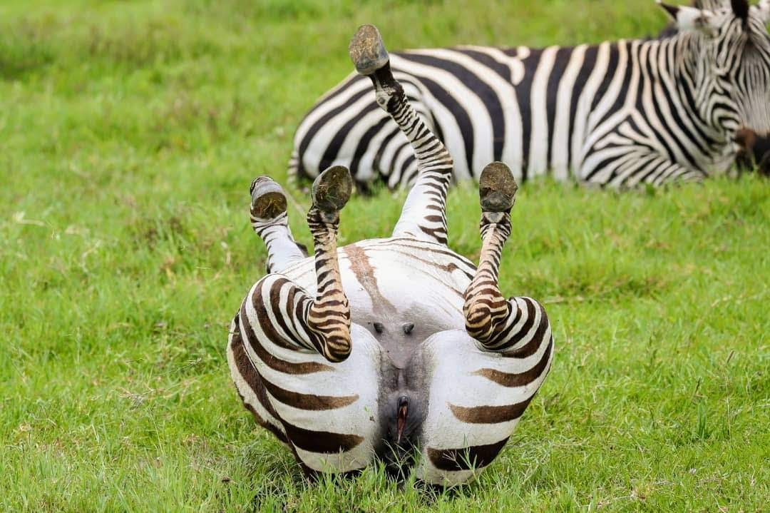 Image number 7 for Tanzania Private Safari