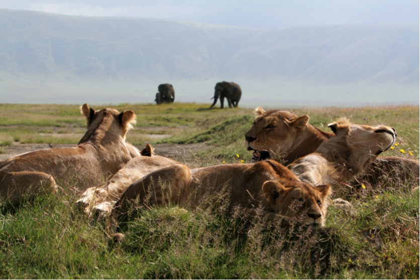 Image number 6 for  6 Days Tanzania Camping Safari