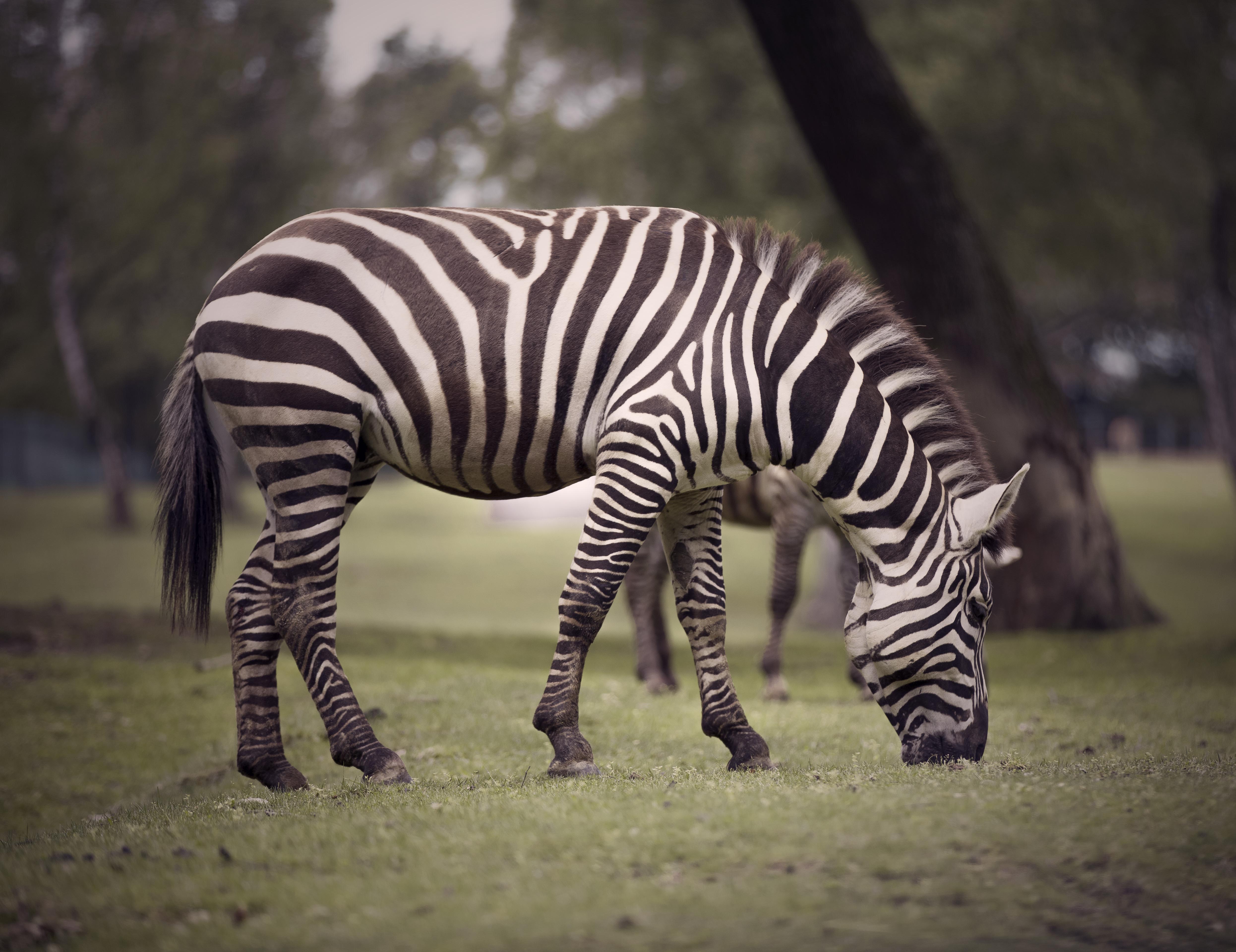 Image number 3 for  8 Days   Serengeti Migration Safari