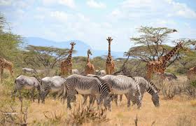 Image number 2 for Best Of Kenya Safari