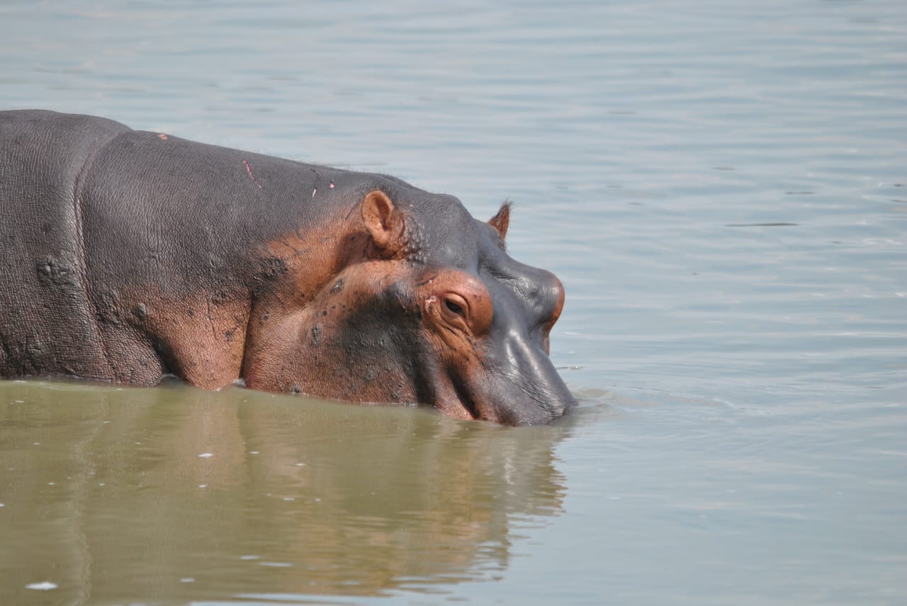 Image number 2 for Game View Nyerere National Park & Boat 