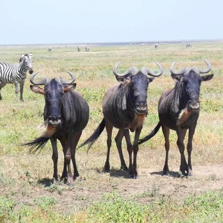 Image number 3 for Kenya's Best  6-day Safari Samburu To Masai Mara