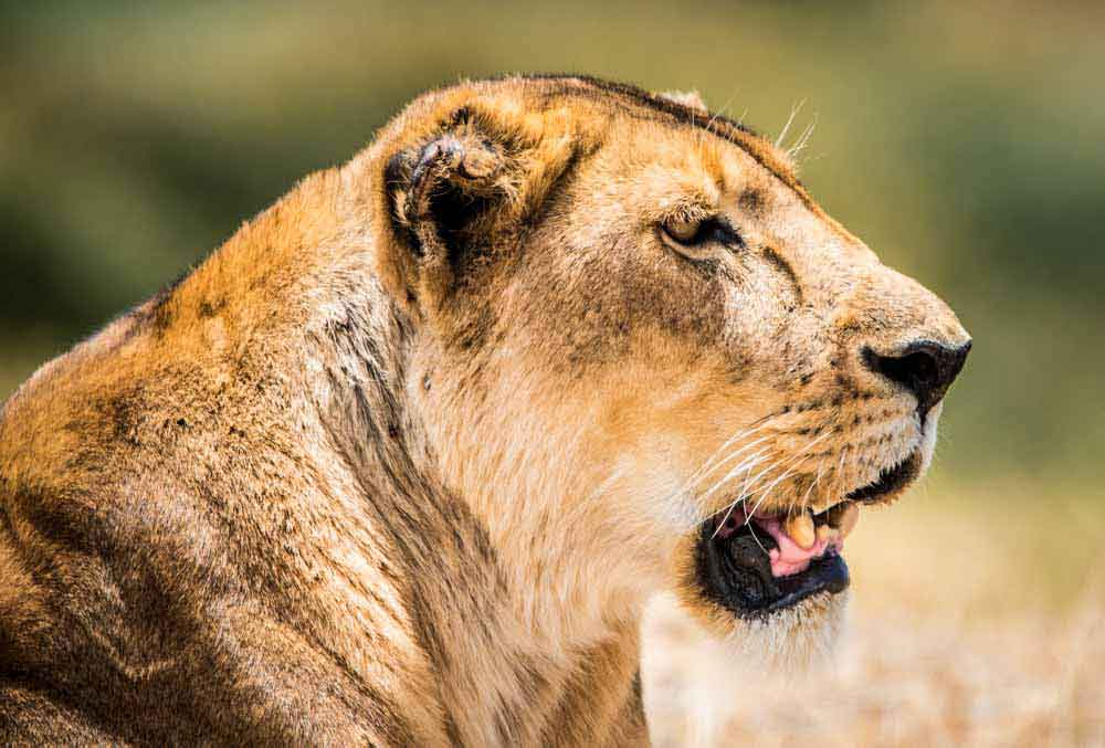 Image number 5 for  Serengeti & Lake Manyara   