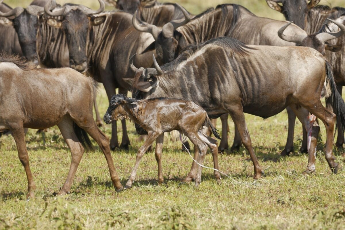 Image number 6 for 7-day Northern Tanzania Safari (simba)