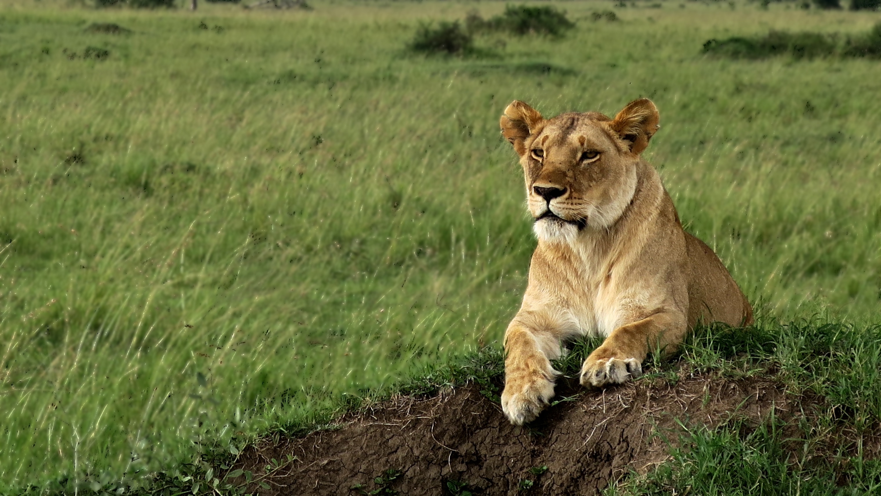 Image number 1 for 4 Days Tanzania Camping (budget) Safari 