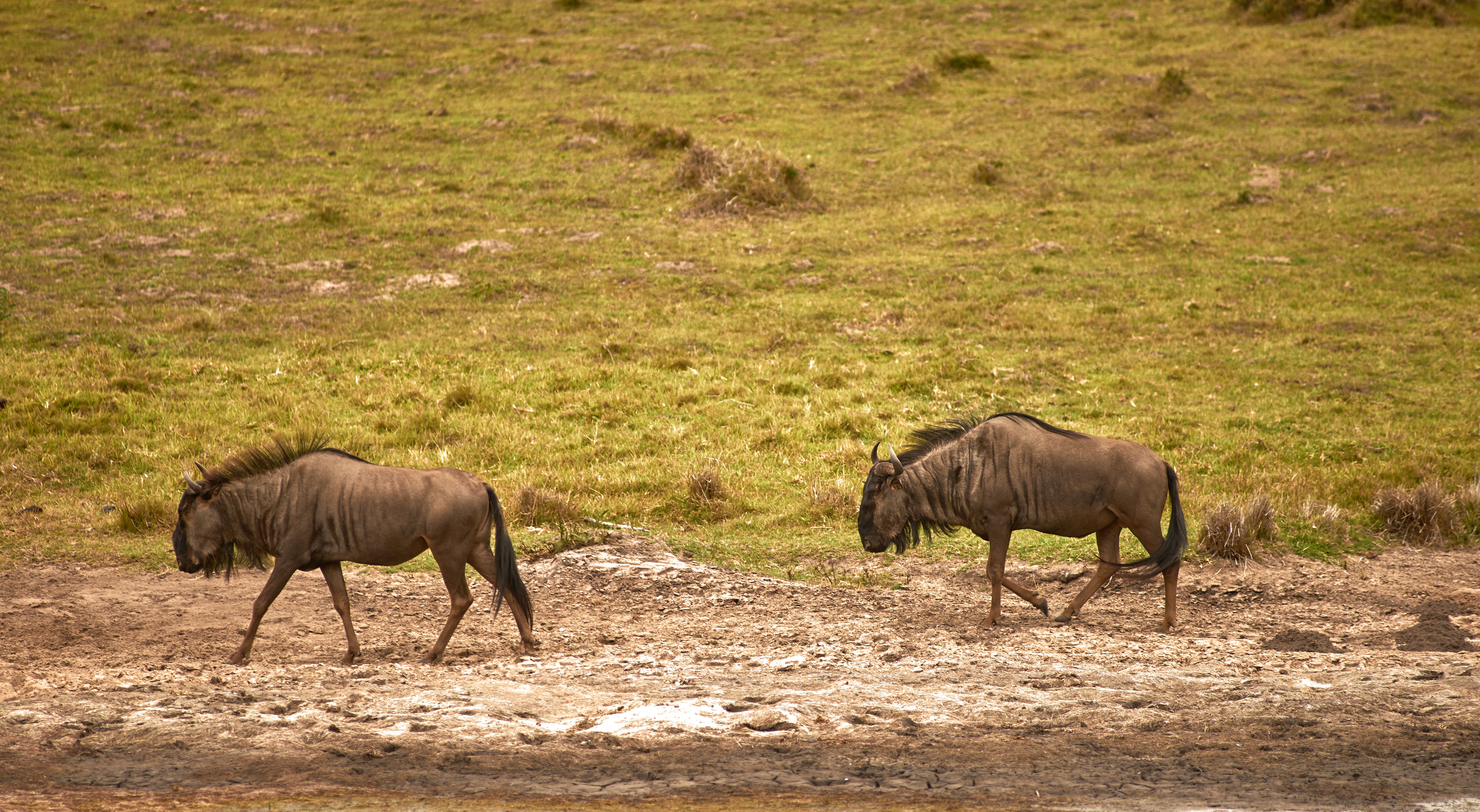 Image number 3 for 5 Days Serengeti Migration 