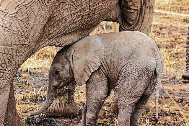 Image number 3 for 5-day Serengeti Safari In Tanzania