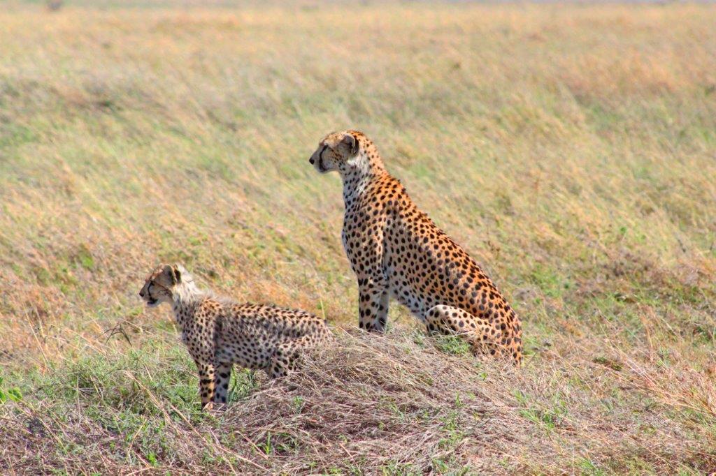 Image number 3 for 3 Days Tanzania Sharing Safari