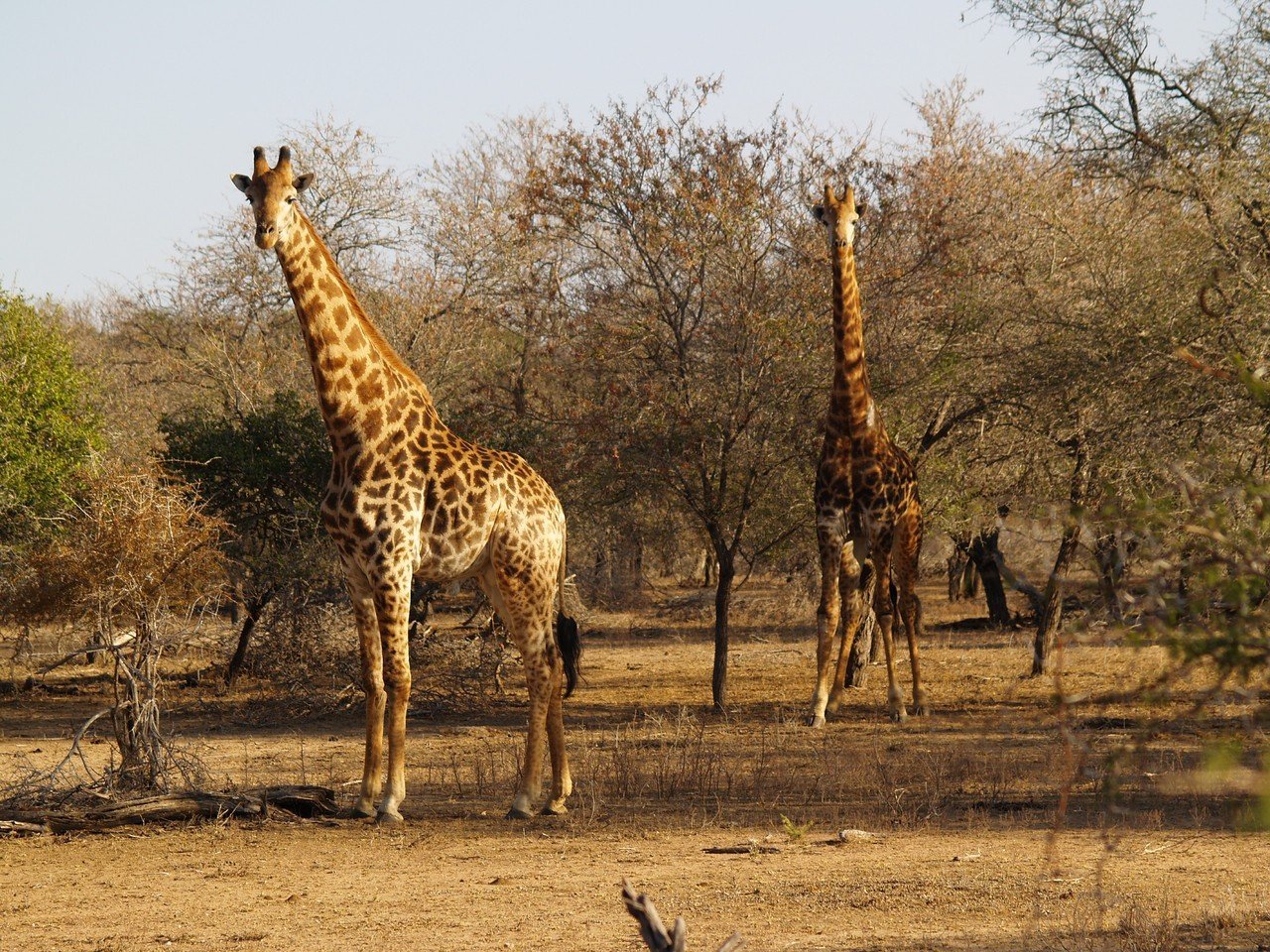 Image number 3 for  4 Days Tanzania Camping Safari