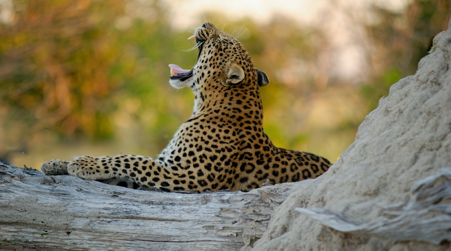 Image number 1 for 1 Day Tanzania Sharing Safari Tour Package