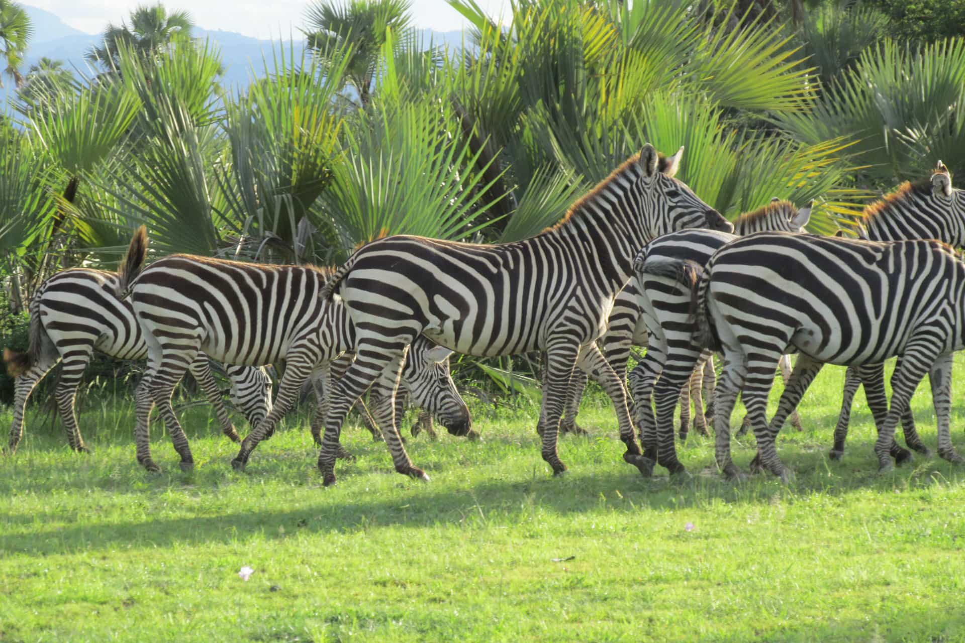 Image number 2 for Tanzania Big Five Safari
