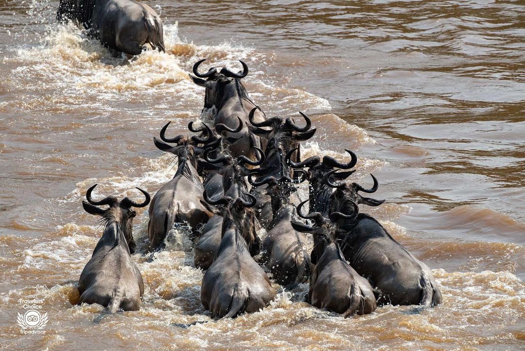 Image number 3 for 3days Serengeti And Ngorongoro 