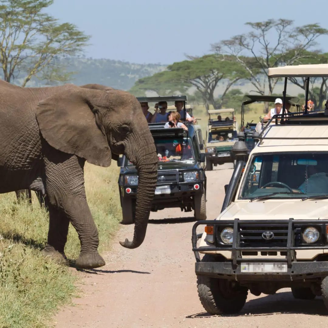 Image number 10 for Experience The Thrill Of The Great Migration