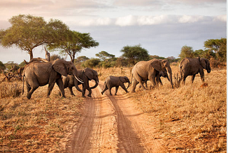 Image number 18 for Experience The Thrill Of The Great Migration