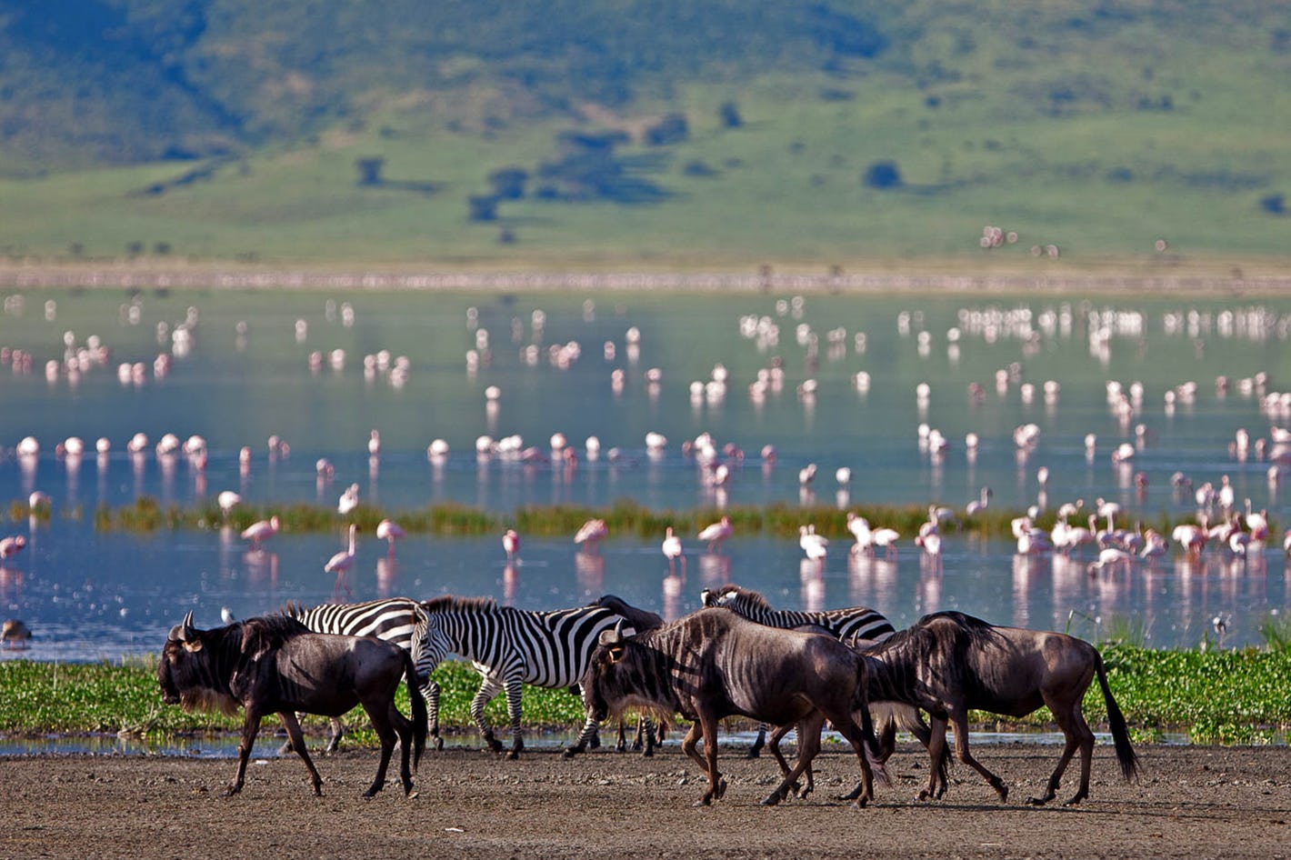 Image number 8 for  4 Days Tanzania Camping Safari