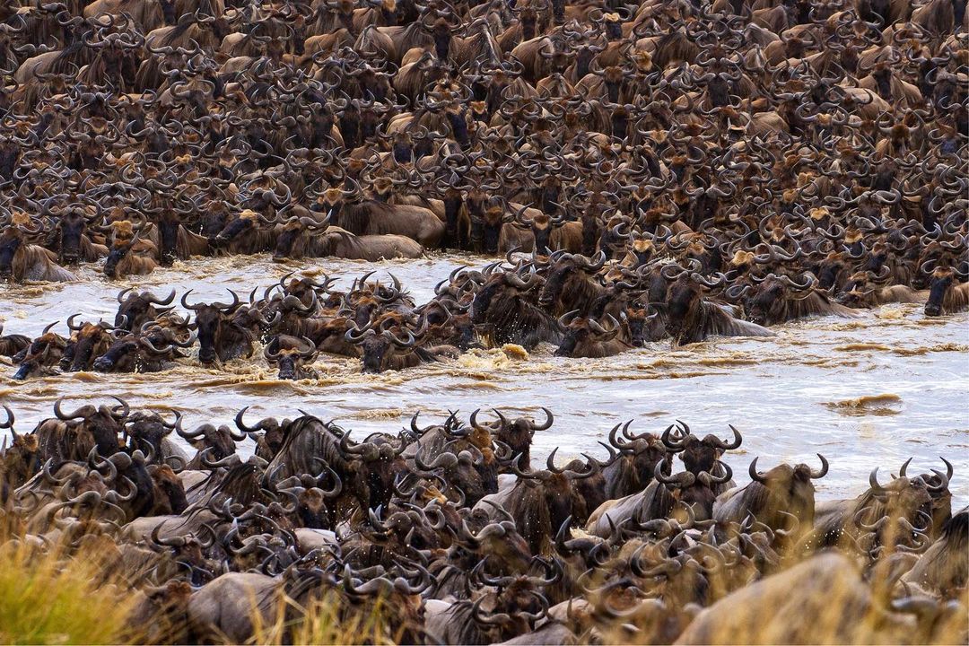 Image number 7 for 3days Serengeti And Ngorongoro 