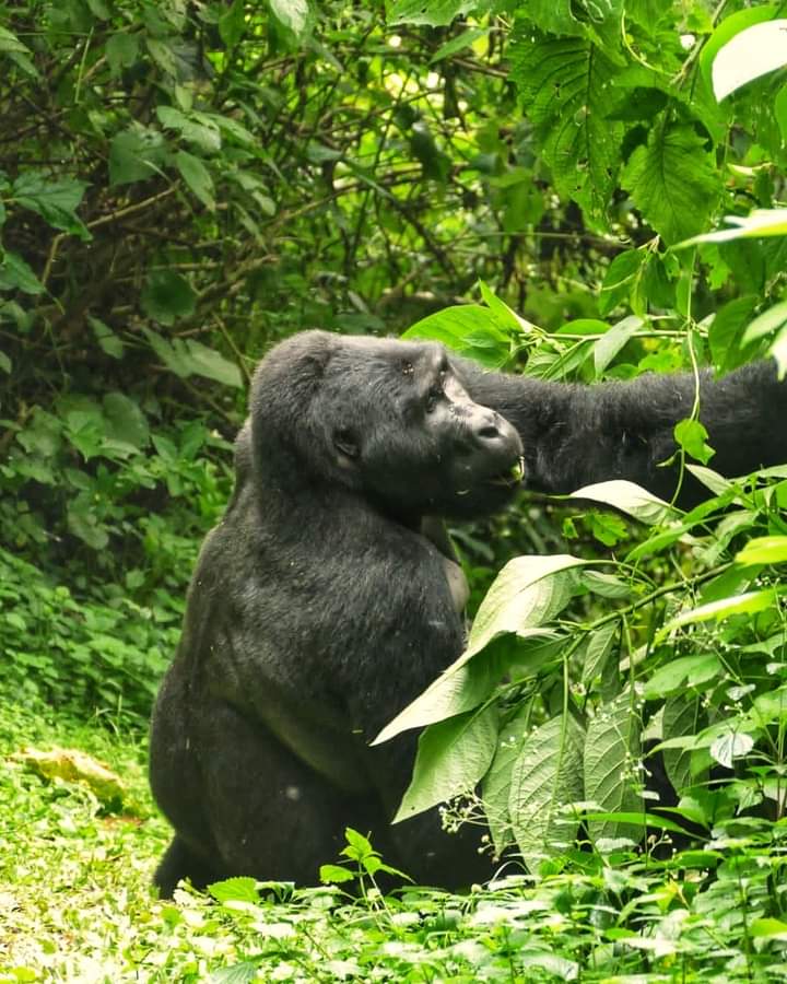 Image number 3 for Gorilla Trekking