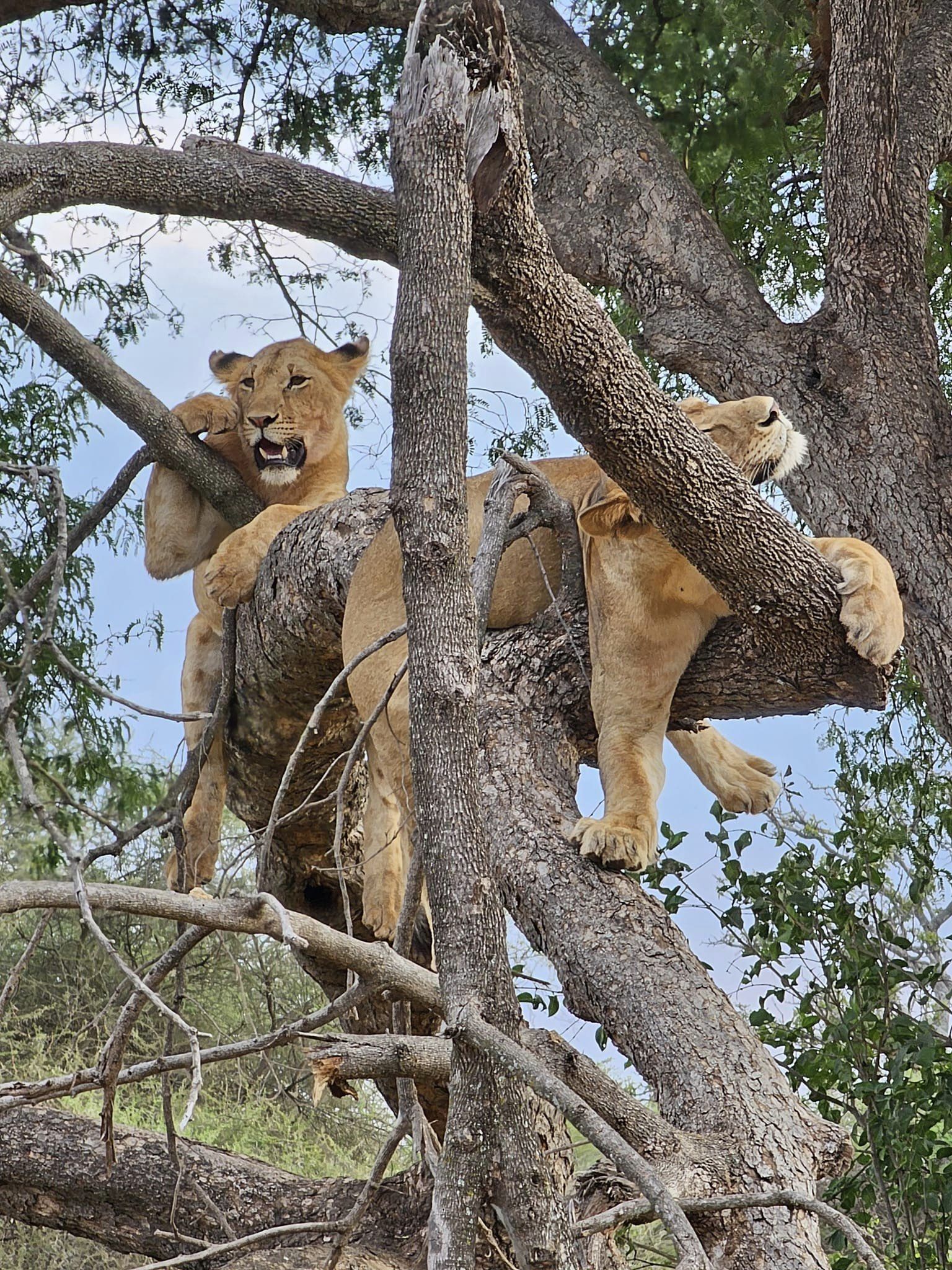 Image number 4 for  6 Days Tanzania Safari