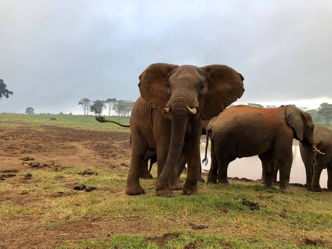 Image number 5 for 3 Days Of Wildlife And Wonder: Amboseli & Tsavo