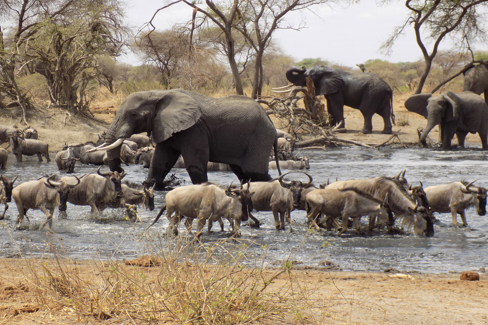 Image number 9 for Tanzania Private Safari