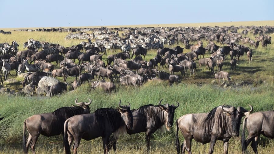 Image number 8 for 7-day Northern Tanzania Safari (simba)